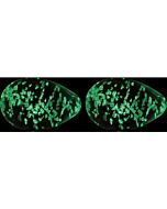 Firefly glass kegel eggs clear