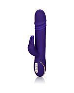 Jack rabbit signature purple