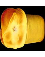 Apollo dual density stroker blue