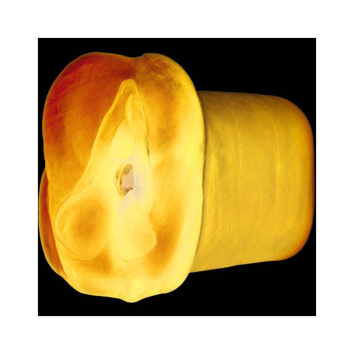 Apollo dual density stroker blue